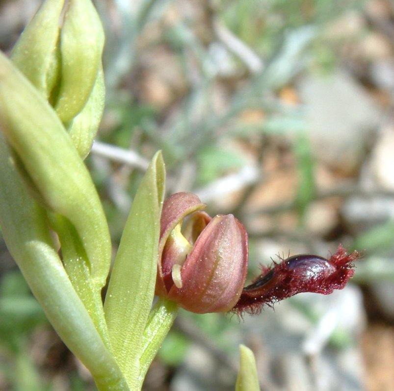 Ophrys regis-ferdinandii